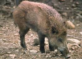 rimborso danni da fauna selvatica